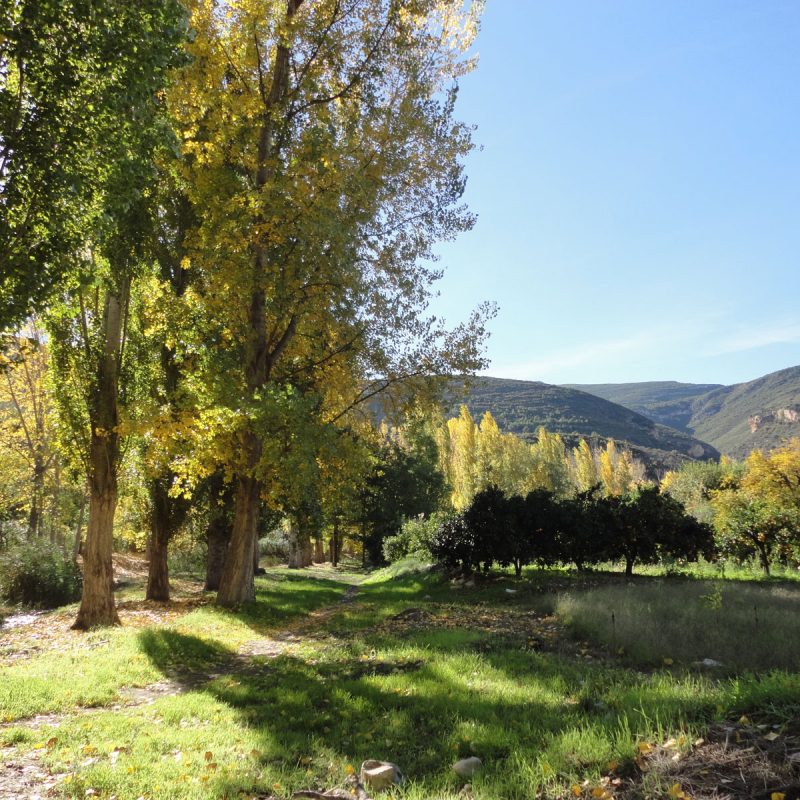 otono-landing otono-landing